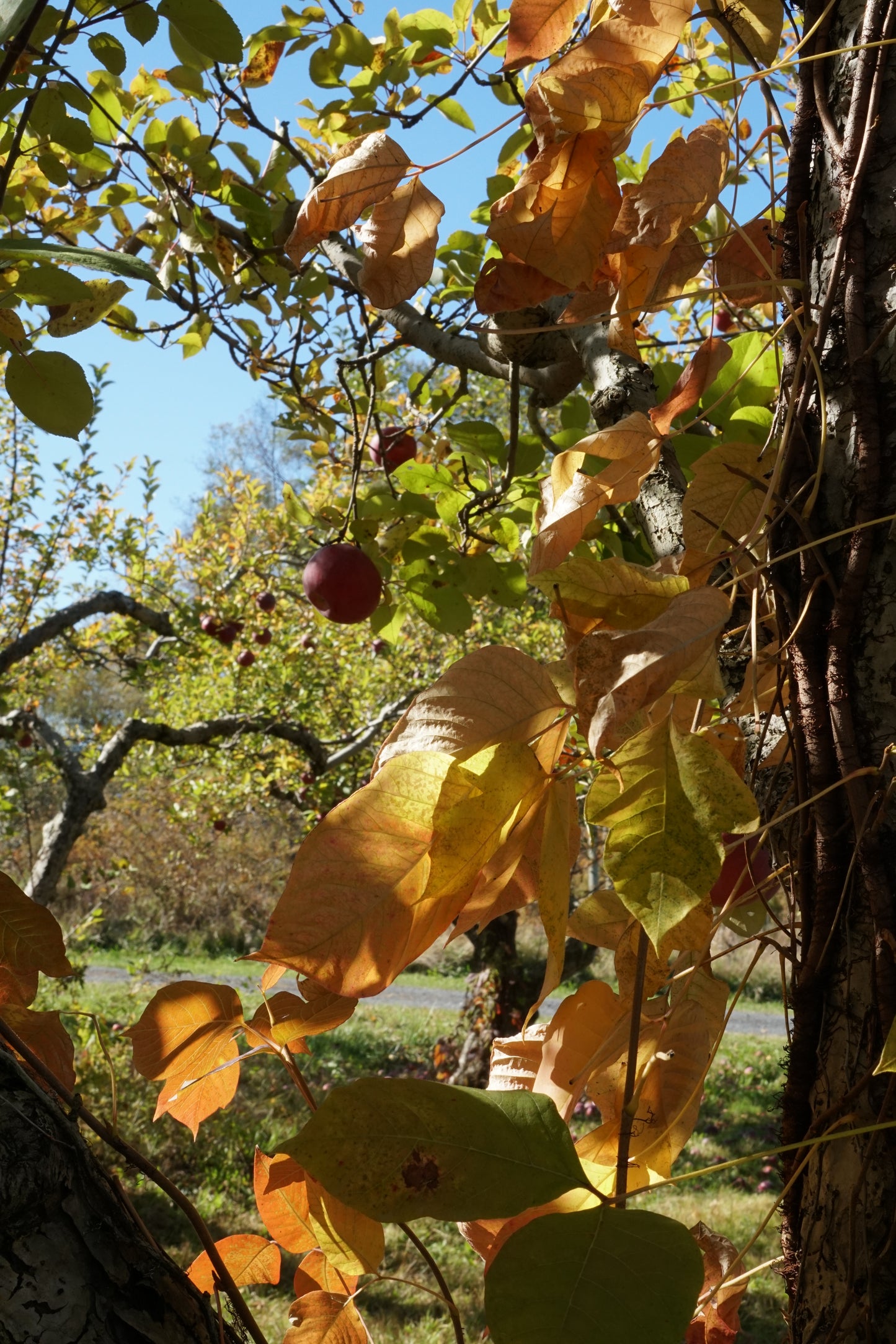 Apple Picking / Ready to Ship